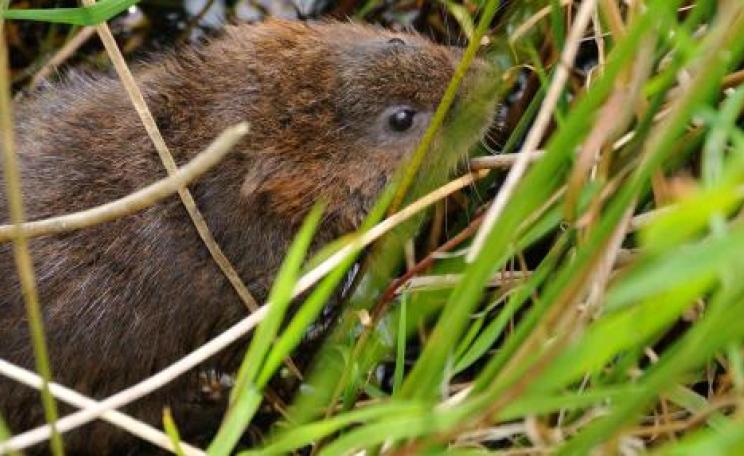 The endangered water vole which GWT recently reintroduced to the Levels. (c) GWT