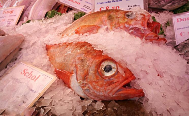 A red snapper, whose trade may be underestimated by more than 70%, on ice at a fish market