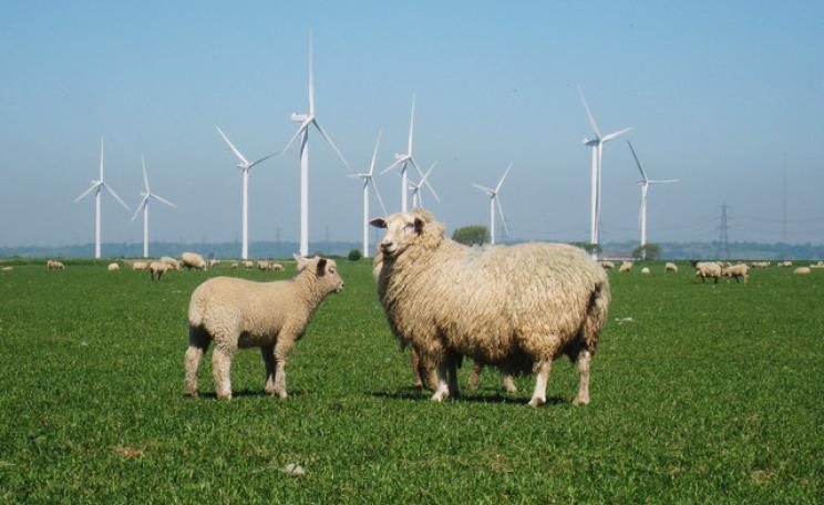 A sheep and lamb stand in front of Little Cheyne Court wind farm in Essex.