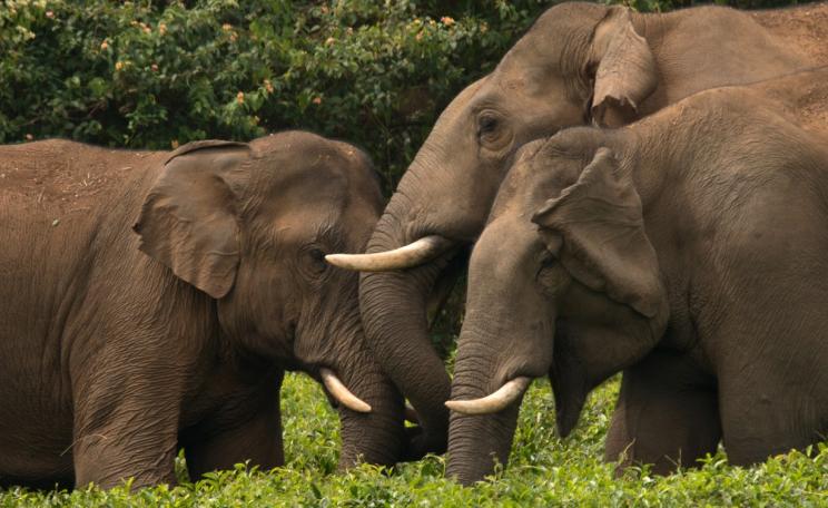 A family of endangered Asian elephants (c) Ganesh Raghunathan