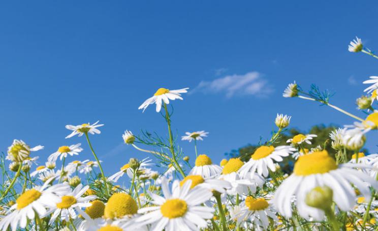 Field of Yellow Flowers
