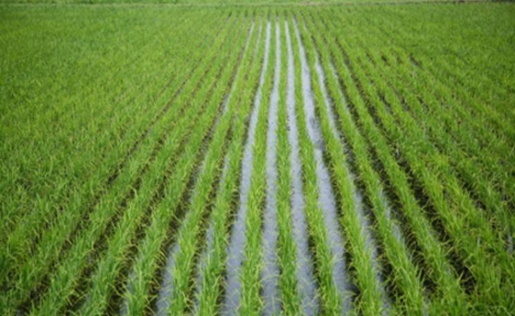 Waterlogged rice paddies