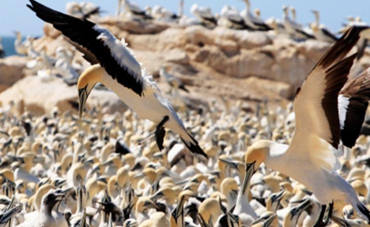 Cape gannets feeding their young at Lambert's Bay, South Africa