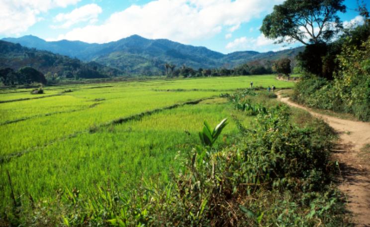 A rice field in Madagascar