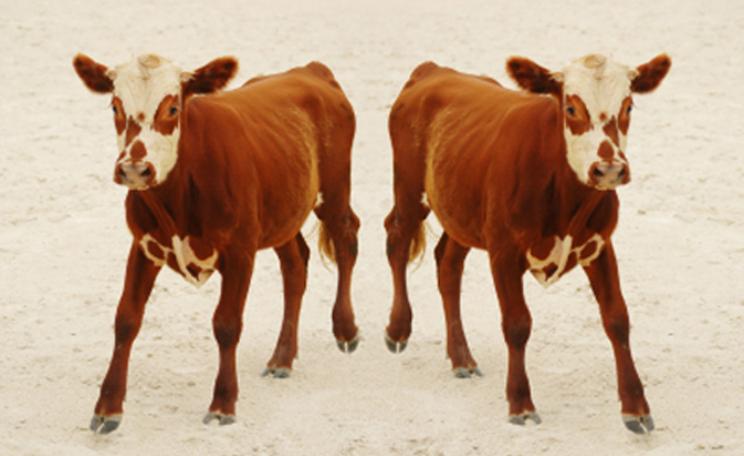 A cloned calf