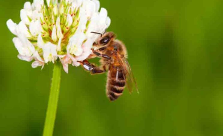 Help protect our honeybees