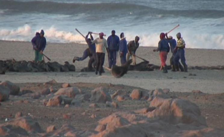 Hunters clubbing seals to death in Namibia