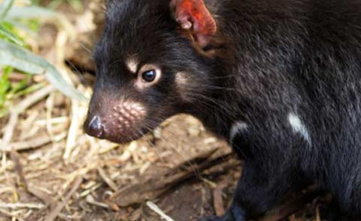 A Tasmanian devil