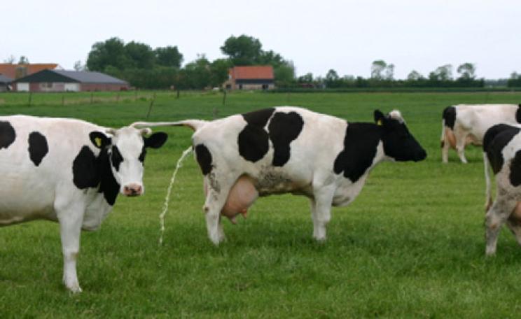 A cow having a pee
