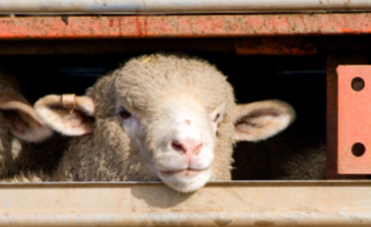 Sheep in a lorry