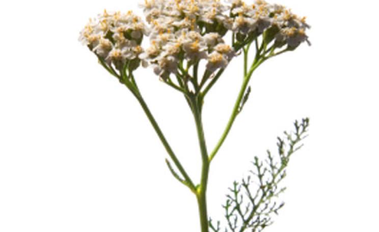 Yarrow