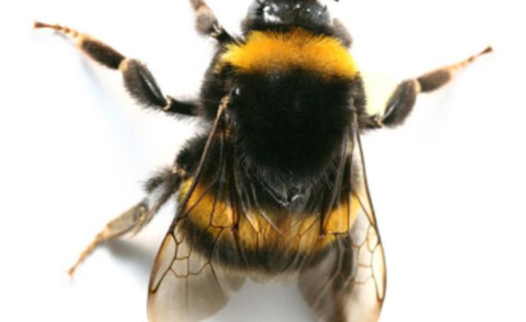 A bumblebee