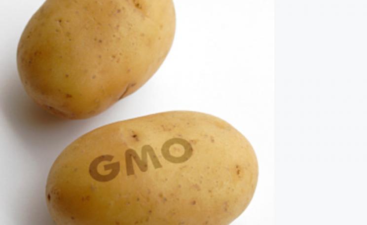 A GM potato