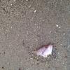 Dead fish in sand