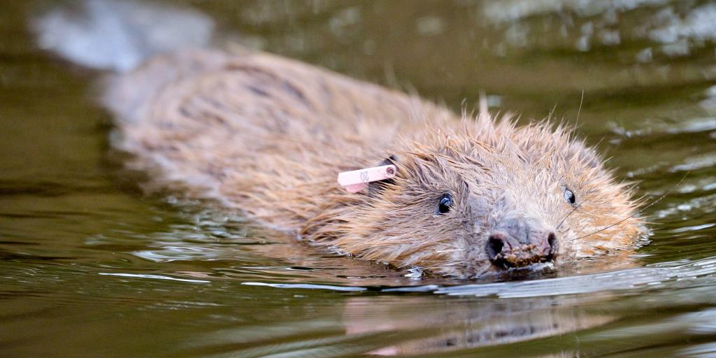 Rewilding Britain's waterways - Vimarsana News