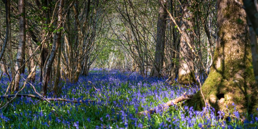 Ancient woodland threatened by quarry - Vimarsana News