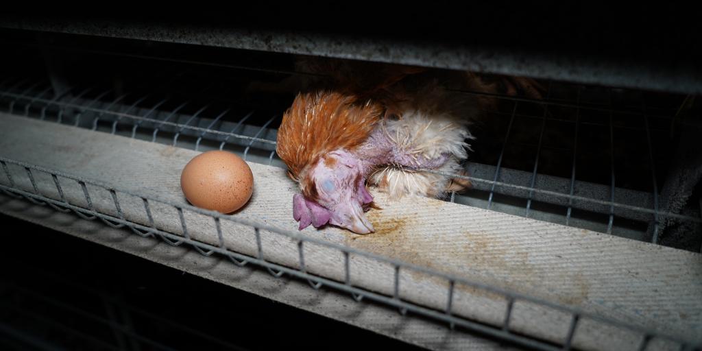 Hens' suffering at megafarm exposed - Vimarsana News