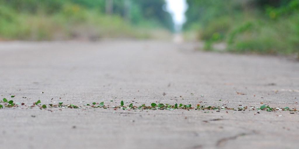 Amazon's route to deforestation - Vimarsana News