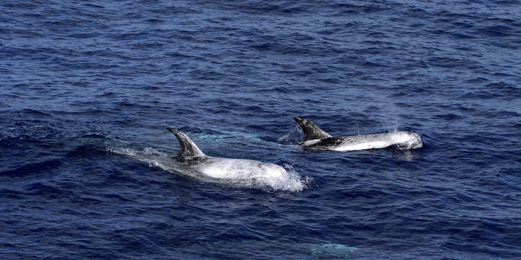 Endangered whales face oil threat - Vimarsana News