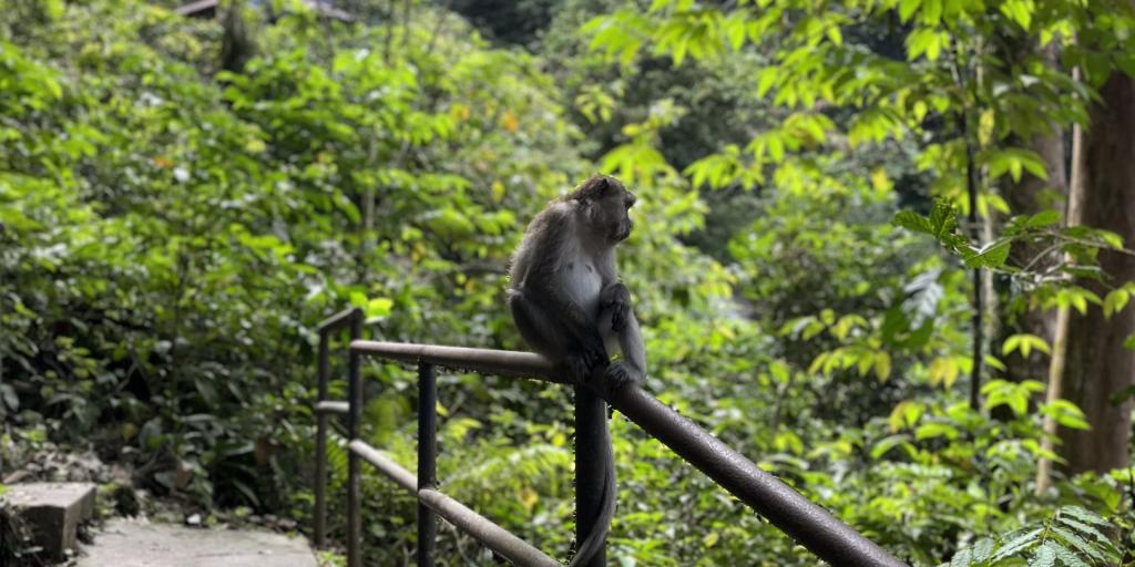 The UK is failing macaques - Vimarsana News