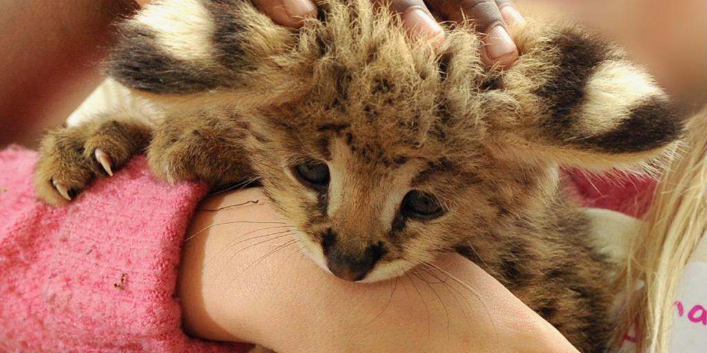 Social media driving wild animal pet trade