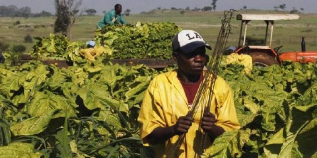 tobacco production tabora region tanzania youth farmers Tobacco