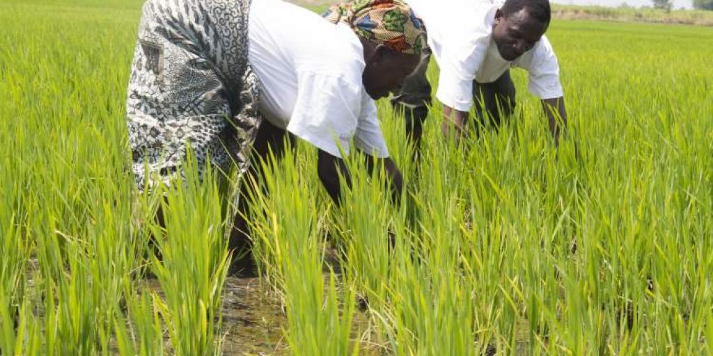 Stop seed saving restrictions in UK trade deals - Vimarsana News